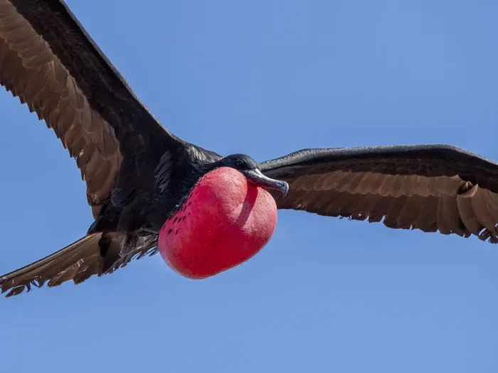 Framed Print : An adult male great frigatebird (Fregata minor) in flight with extended gular Framed Print : An adult male great frigatebird (Fregata minor) in flight with extended gular