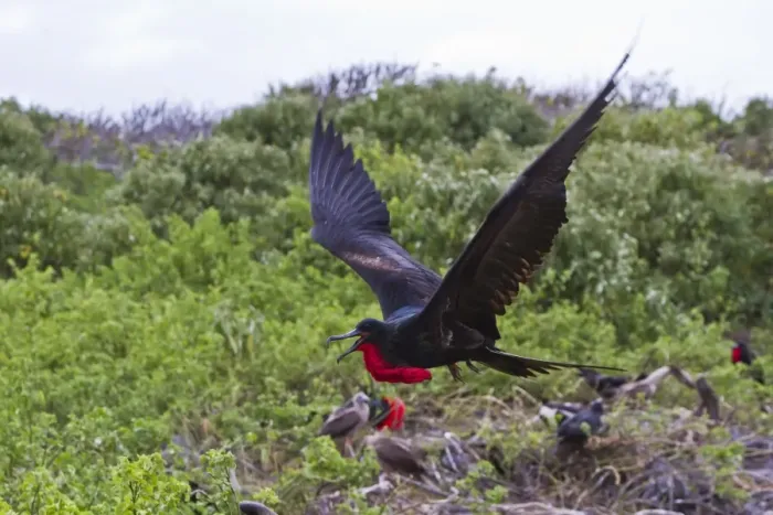 Framed Print : Adult male great frigatebirds (Fregata minor), Genovesa Island, Galapagos Islands, UNESCO World Heritage Site, Ecuador, South America Framed Print : Adult male great frigatebirds (Fregata minor), Genovesa Island, Galapagos Islands, UNESCO World Heritage Site, Ecuador, South America