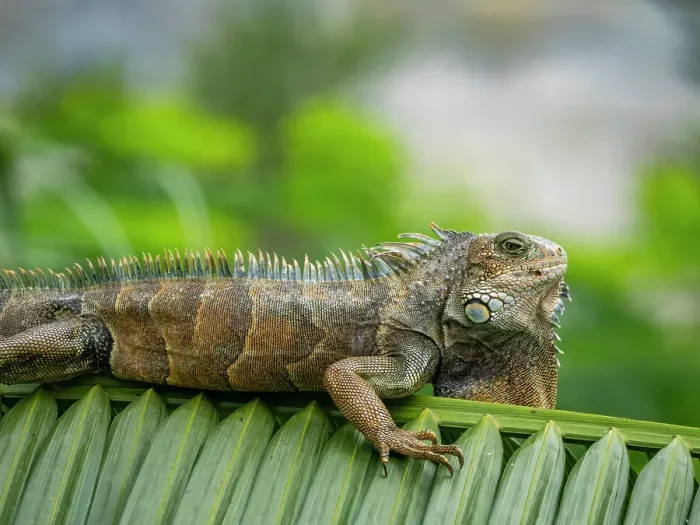Framed Print : An adult male green Iguana (Iguana iguana), basking in the sun at the airport in Guayaquil, Ecuador, South America Framed Print : An adult male green Iguana (Iguana iguana), basking in the sun at the airport in Guayaquil, Ecuador, South America
