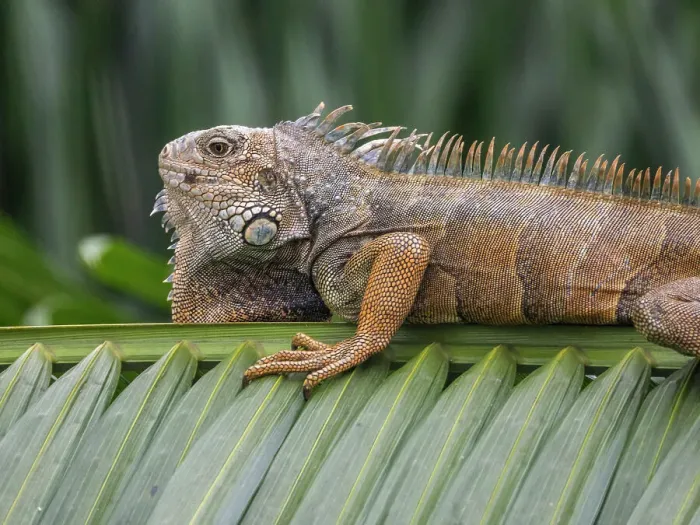 Framed Print : An adult male green Iguana (Iguana iguana), basking in the sun at the airport in Guayaquil, Ecuador, South America Framed Print : An adult male green Iguana (Iguana iguana), basking in the sun at the airport in Guayaquil, Ecuador, South America