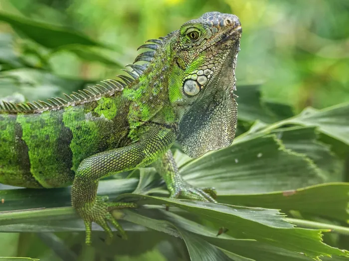 Framed Print : An adult male green Iguana (Iguana iguana), head bobbing in the sun at the airport in Guayaquil, Ecuador, South America Framed Print : An adult male green Iguana (Iguana iguana), head bobbing in the sun at the airport in Guayaquil, Ecuador, South America