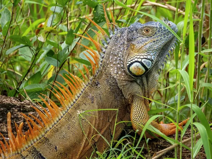 Framed Print : Adult male green iguana (Iguana iguana), on New River near Lamanai, Belize