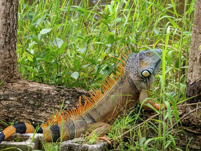 Framed Print : Adult male green iguana (Iguana iguana), on New River near Lamanai, Belize Framed Print : Adult male green iguana (Iguana iguana), on New River near Lamanai, Belize