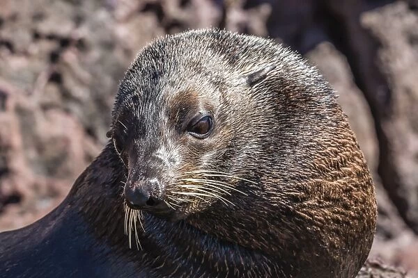 Adult male Guadalupe fur seal (Arctocephalus townsendi), hauled out on Isla San Pedro Martir