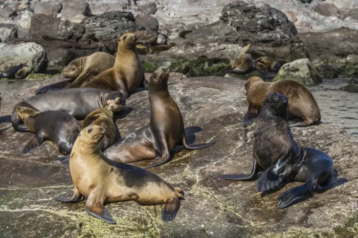 Framed Print : Adult male Guadalupe fur seal (Arctocephalus townsendi) amongst California sea lions