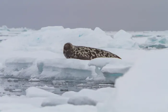 Framed Print : Adult male hooded seal (Cystophora cristata) hauled out on pack-ice in seasof Denmark Strait, between Iceland and Greenland Framed Print : Adult male hooded seal (Cystophora cristata) hauled out on pack-ice in seasof Denmark Strait, between Iceland and Greenland