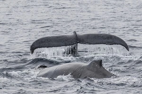 Adult male humpback whales (Megaptera novaeangliae) compete for a female in esterus