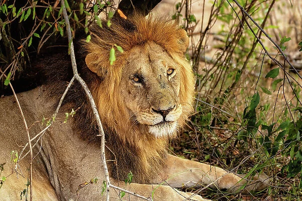 Adult male Lion (Panthera leo) in the Maasai Mara, Kenya, East Africa, Africa