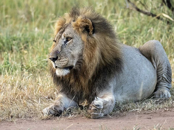 An adult male lion (Panthera leo), Tarangire National Park, Tanzania, East Africa, Africa