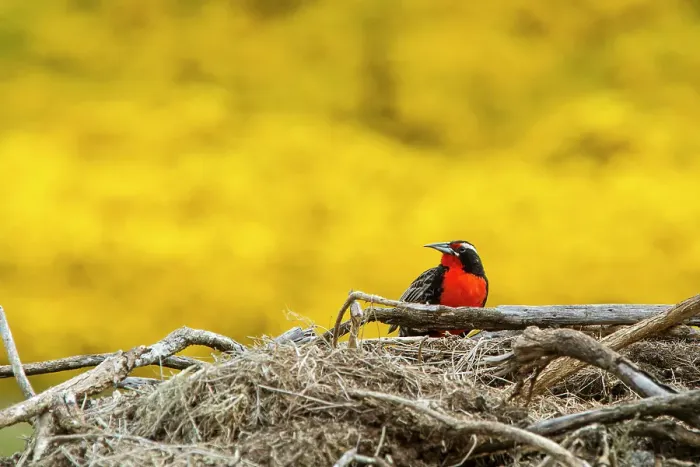 Framed Print : Adult male long-tailed meadowlark (Sturnella loyca) in breeding plumage on New Island in the Falkland Islands Framed Print : Adult male long-tailed meadowlark (Sturnella loyca) in breeding plumage on New Island in the Falkland Islands