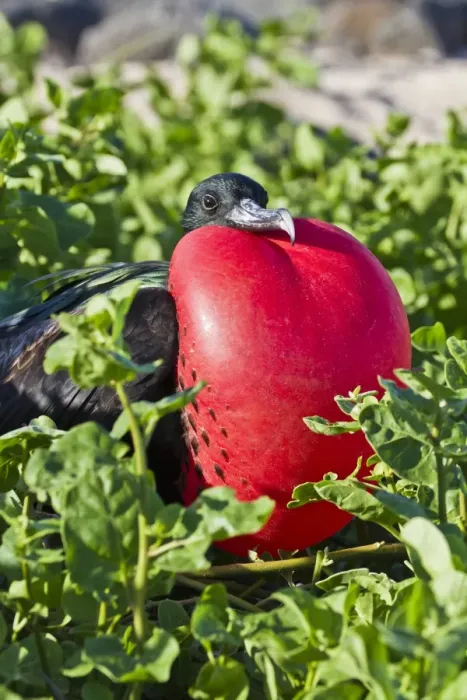 Framed Print : Adult male magnificent frigatebird (Fregata magnificens), Las Bachas, Santa Cruz Island, Galapagos Islands, Ecuador, South America