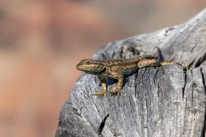 Framed Print : Adult male plateau fence lizard (Sceloporus tristichus) Framed Print : Adult male plateau fence lizard (Sceloporus tristichus)