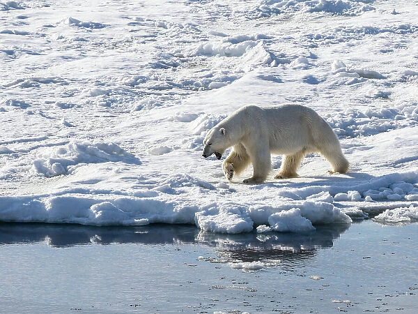 An adult male polar bear (Ursus maritimus) walking on the fast ice edge in Storfjorden, Svalbard, Norway, Europe