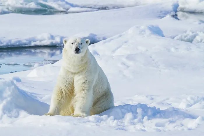 Framed Print : Adult male polar bear (Ursus maritimus), on multi-year ice floes off the eastern coast of Spitsbergen in the Svalbard, Norway Framed Print : Adult male polar bear (Ursus maritimus), on multi-year ice floes off the eastern coast of Spitsbergen in the Svalbard, Norway