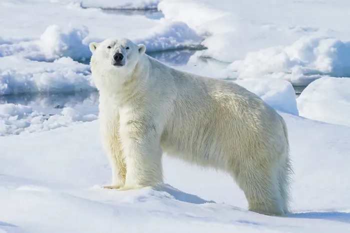 Framed Print : Adult male polar bear (Ursus maritimus), on multi-year ice floes off the eastern coast of Spitsbergen in the Svalbard, Norway Framed Print : Adult male polar bear (Ursus maritimus), on multi-year ice floes off the eastern coast of Spitsbergen in the Svalbard, Norway
