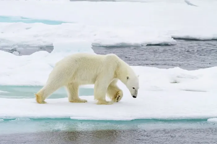 Framed Print : Adult male polar bear (Ursus maritimus) on multi-year ice floes in Franz Josef Land, Russia, Arctic Ocean, Eurasia Framed Print : Adult male polar bear (Ursus maritimus) on multi-year ice floes in Franz Josef Land, Russia, Arctic Ocean, Eurasia