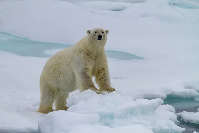 Framed Print : Adult male polar bear (Ursus maritimus) on multi-year ice floes in Franz Josef Land, Russia, Arctic Ocean, Eurasia