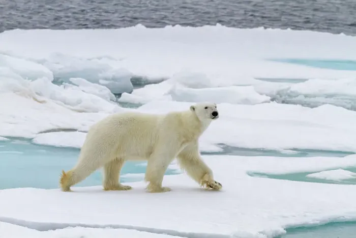 Framed Print : Adult male polar bear (Ursus maritimus) on multi-year ice floes in Franz Josef Land, Russia, Arctic Ocean, Eurasia Framed Print : Adult male polar bear (Ursus maritimus) on multi-year ice floes in Franz Josef Land, Russia, Arctic Ocean, Eurasia