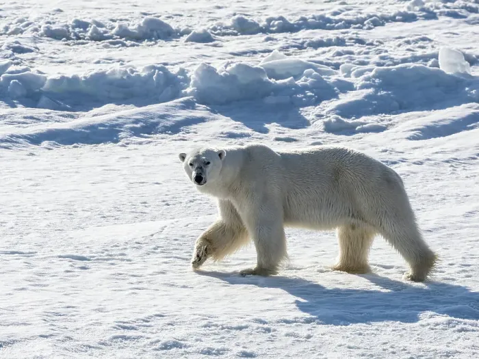 Framed Print : An adult male polar bear (Ursus maritimus) walking on the fast ice edge in Storfjorden, Svalbard, Norway, Europe Framed Print : An adult male polar bear (Ursus maritimus) walking on the fast ice edge in Storfjorden, Svalbard, Norway, Europe