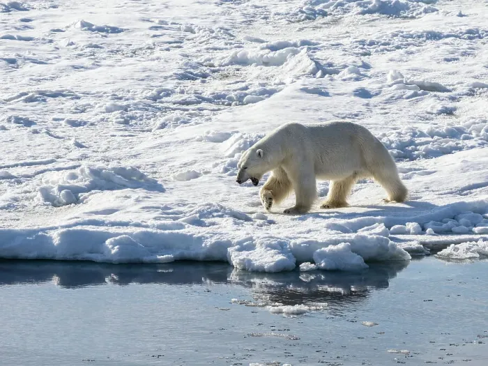 Framed Print : An adult male polar bear (Ursus maritimus) walking on the fast ice edge in Storfjorden, Svalbard, Norway, Europe