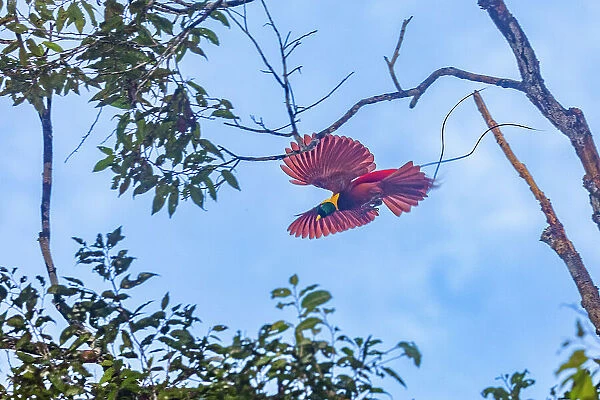 An adult male red bird-of-paradise (Paradisaea rubra), in flight on Gam Island, Raja Ampat, Indonesia, Southeast Asia, Asia