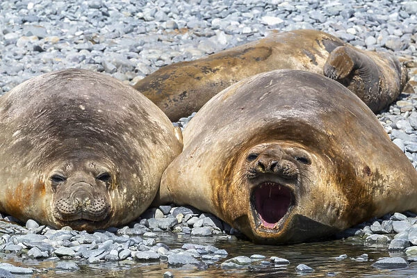 Adult male southern elephant seals (Mirounga leonina), hauled out on the beach at Robert