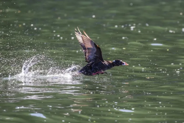 Framed Print : Adult male surf scoter (Melanitta perspicillata) taking flight in Williams Cove, Southeast Alaska Framed Print : Adult male surf scoter (Melanitta perspicillata) taking flight in Williams Cove, Southeast Alaska