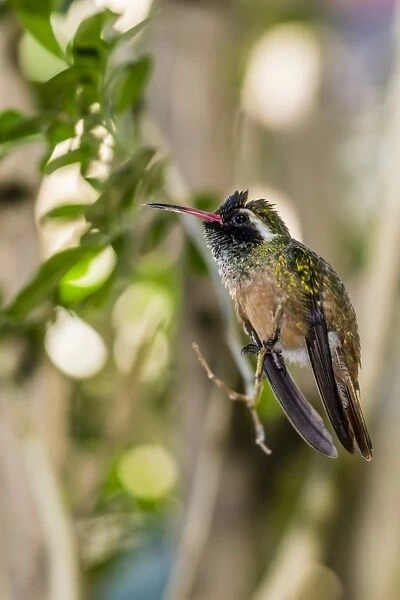 Adult male Xantuss hummingbird (Hylocharis xantusii), Todos Santos, Baja California Sur