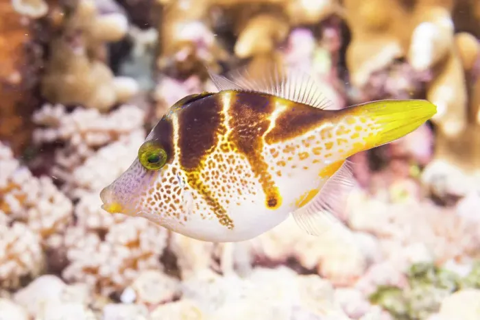 Framed Print : An adult mimic filefish (Paraluteres prionurus), off Bangka Island, near Manado, Sulawesi, Indonesia, Southeast Asia, Asia Framed Print : An adult mimic filefish (Paraluteres prionurus), off Bangka Island, near Manado, Sulawesi, Indonesia, Southeast Asia, Asia