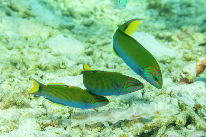 Framed Print : Three adult moon wrasse (Thalasomma lunare), on the reef off Port Airboret, Raja Ampat, Indonesia, Southeast Asia Framed Print : Three adult moon wrasse (Thalasomma lunare), on the reef off Port Airboret, Raja Ampat, Indonesia, Southeast Asia