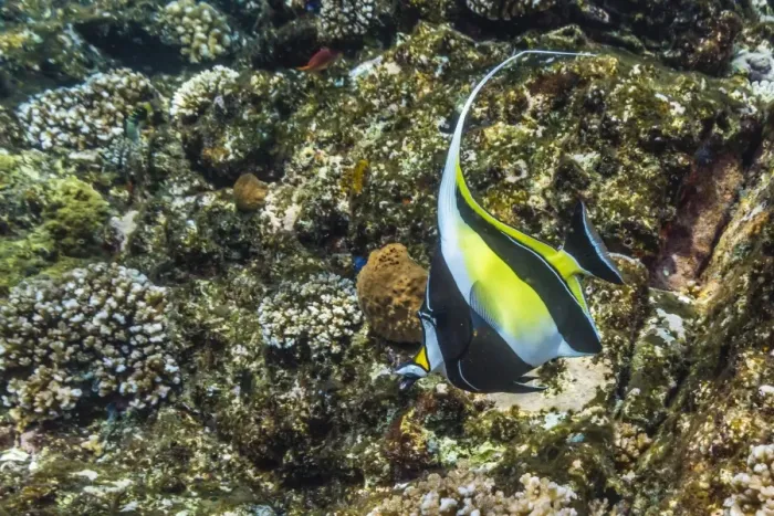 Framed Print : Adult Moorish idol (Zanclus cornutus), Batu Bolong Island, Komodo Island National Park, Indonesia, Southeast Asia, Asia Framed Print : Adult Moorish idol (Zanclus cornutus), Batu Bolong Island, Komodo Island National Park, Indonesia, Southeast Asia, Asia
