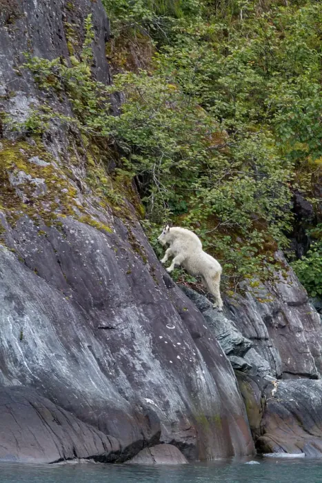 Framed Print : Adult mountain goat (Oreamnos americanus) on cliff face in Tracy Arm, Southeast Alaska, United States of America Framed Print : Adult mountain goat (Oreamnos americanus) on cliff face in Tracy Arm, Southeast Alaska, United States of America