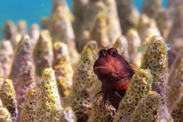 Framed Print : An adult Namiyes combtooth blenny (Escenius namiyei), off Kawe Island, Raja Ampat, Indonesia, Southeast Asia, Asia