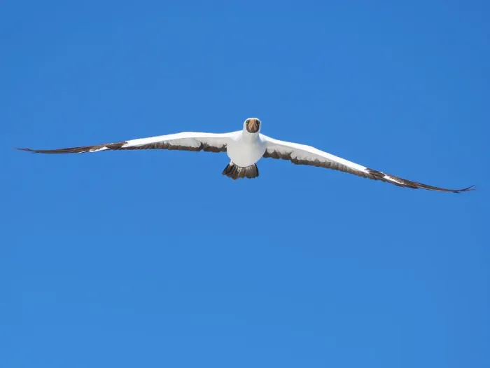 Framed Print : An adult Nazca Booby (Sula granti), in flight in Buccaneer Cove, Santiago Island, Galapagos Islands, UNESCO World Heritage Site, Ecuador, South America Framed Print : An adult Nazca Booby (Sula granti), in flight in Buccaneer Cove, Santiago Island, Galapagos Islands, UNESCO World Heritage Site, Ecuador, South America