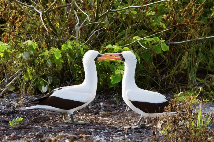 Framed Print : Adult Nazca booby (Sula grantii) courtship behavior in the Galapagos Island Archipelago, UNESCO World Heritage Site, Ecuador, South America Framed Print : Adult Nazca booby (Sula grantii) courtship behavior in the Galapagos Island Archipelago, UNESCO World Heritage Site, Ecuador, South America