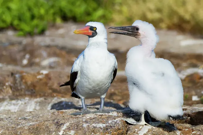 Framed Print : Adult Nazca booby (Sula grantii) with downy chick in the Galapagos Island Archipelago, UNESCO World Heritage Site, Ecuador, South America Framed Print : Adult Nazca booby (Sula grantii) with downy chick in the Galapagos Island Archipelago, UNESCO World Heritage Site, Ecuador, South America
