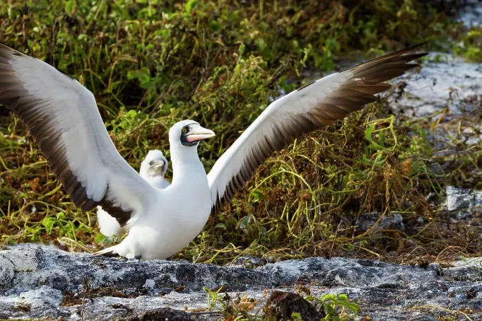 Framed Print : Adult Nazca booby (Sula grantii) with downy chick in the Galapagos Island Archipelago, UNESCO World Heritage Site, Ecuador, South America Framed Print : Adult Nazca booby (Sula grantii) with downy chick in the Galapagos Island Archipelago, UNESCO World Heritage Site, Ecuador, South America