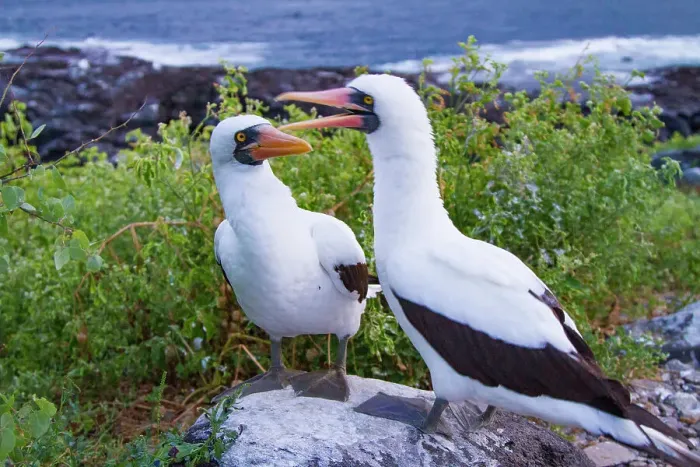 Framed Print : Adult Nazca booby (Sula grantii) pair in courtship in the Galapagos Island Archipelago, UNESCO World Heritage Site, Ecuador, South America Framed Print : Adult Nazca booby (Sula grantii) pair in courtship in the Galapagos Island Archipelago, UNESCO World Heritage Site, Ecuador, South America