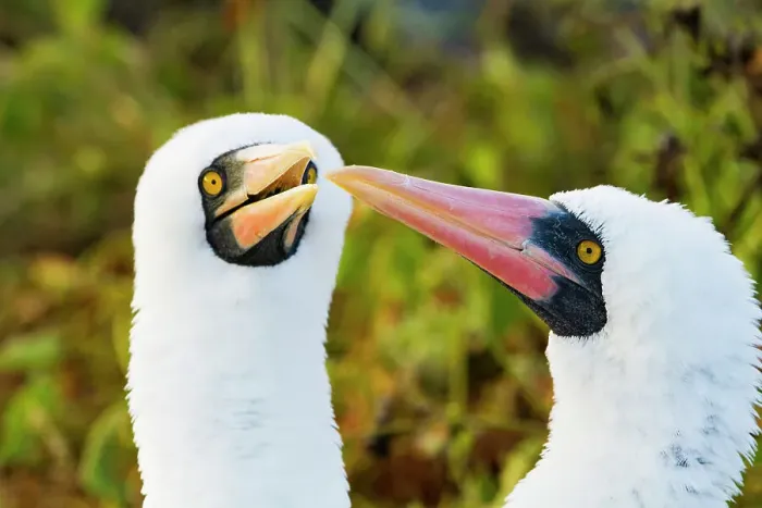 Framed Print : Adult Nazca booby (Sula grantii) pair in courtship in the Galapagos Island Archipelago, UNESCO World Heritage Site, Ecuador, South America Framed Print : Adult Nazca booby (Sula grantii) pair in courtship in the Galapagos Island Archipelago, UNESCO World Heritage Site, Ecuador, South America