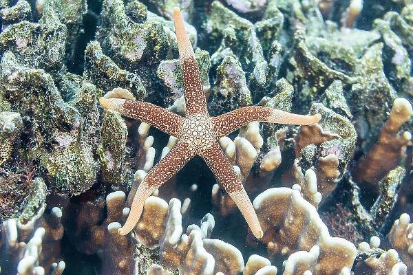 An adult necklace starfish (Fromia monilis), in the shallow reefs off Bangka Island, Indonesia, Southeast Asia, Asia