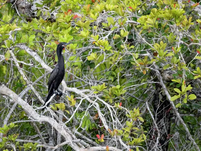 Framed Print : An adult neotropic cormorant (Nannopterum brasilianum), on New River near the Mesoamerican archaeological site of Lamanai, Belize Framed Print : An adult neotropic cormorant (Nannopterum brasilianum), on New River near the Mesoamerican archaeological site of Lamanai, Belize