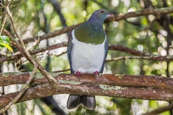 Adult New Zealand pigeon (Hemiphaga novaeseelandiae), Ulva Island, off Stewart Island, South Island, New Zealand, Pacific
