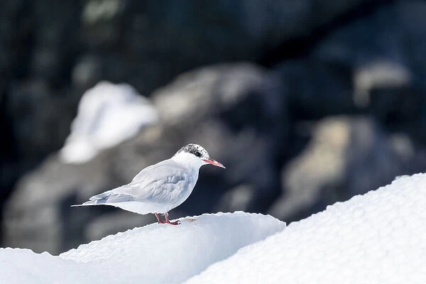Adult, non-breeding Arctic tern (Sterna paradisaea) on ice in Paradise Bay, Antarctica