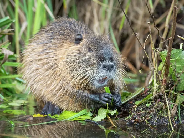 Framed Print : An adult nutria (Myocastor coypus), an invasive species introduced from South America, Spree Forest, Germany, Europe Framed Print : An adult nutria (Myocastor coypus), an invasive species introduced from South America, Spree Forest, Germany, Europe