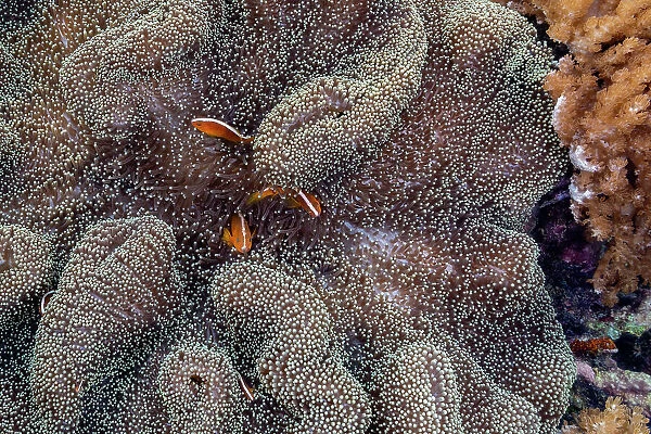 An adult orange skunk anemonefish (Amphiprion sandaracinos) swimming on the reef off Bangka Island, Indonesia, Southeast Asia, Asia