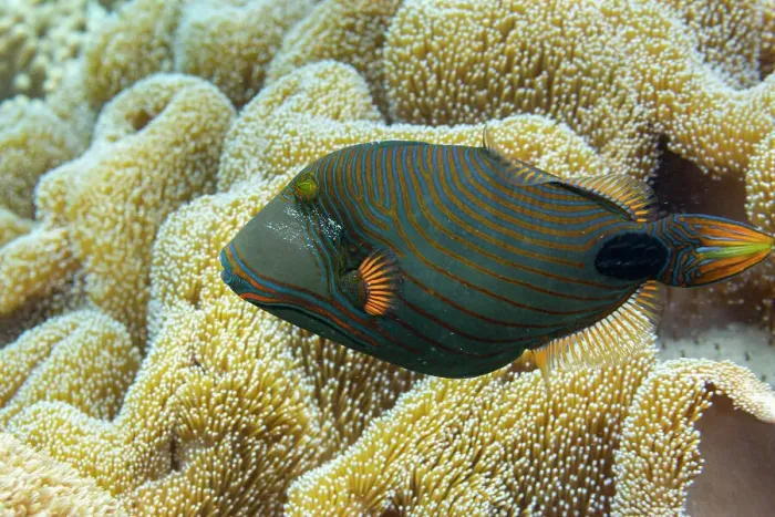 Framed Print : An adult orangestripe triggerfish (Balistapus undulatus), off the reef on Wohof Island, Raja Ampat, Indonesia, Southeast Asia Framed Print : An adult orangestripe triggerfish (Balistapus undulatus), off the reef on Wohof Island, Raja Ampat, Indonesia, Southeast Asia