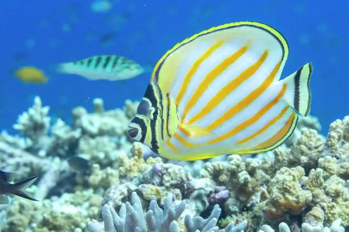Framed Print : An adult ornate butterflyfish (Chaetodon ornatissimus), off Bangka Island, near Manado, Sulawesi, Indonesia, Southeast Asia, Asia Framed Print : An adult ornate butterflyfish (Chaetodon ornatissimus), off Bangka Island, near Manado, Sulawesi, Indonesia, Southeast Asia, Asia