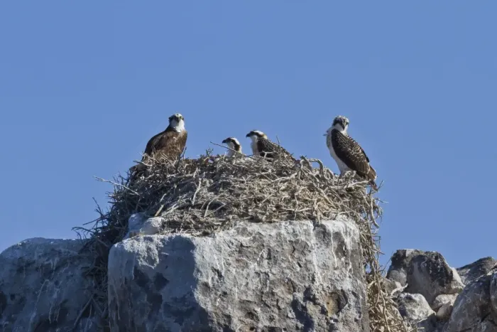 Framed Print : Adult osprey (Pandion haliaetus) with three chicks, Gulf of California (Sea of Cortez) Baja California Sur, Mexico, North America Framed Print : Adult osprey (Pandion haliaetus) with three chicks, Gulf of California (Sea of Cortez) Baja California Sur, Mexico, North America