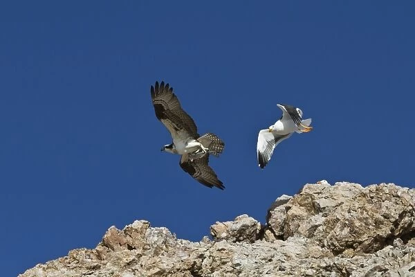 Adult osprey (Pandion haliaetus) with fish, and yellow-footed gull (Larus livens), Gulf of California (Sea of Cortez) Baja California Sur, Mexico, North America
