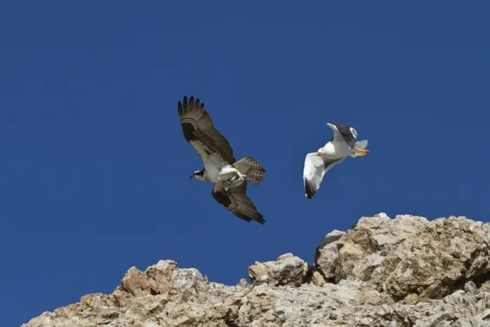 Framed Print : Adult osprey (Pandion haliaetus) with fish, and yellow-footed gull (Larus livens), Gulf of California (Sea of Cortez) Baja California Sur, Mexico, North America Framed Print : Adult osprey (Pandion haliaetus) with fish, and yellow-footed gull (Larus livens), Gulf of California (Sea of Cortez) Baja California Sur, Mexico, North America